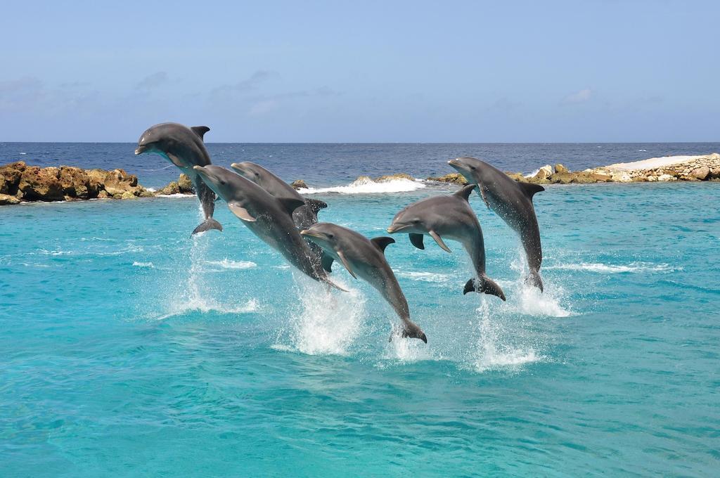 Dolphin Suites & Wellness Curacao Willemstad Eksteriør bilde